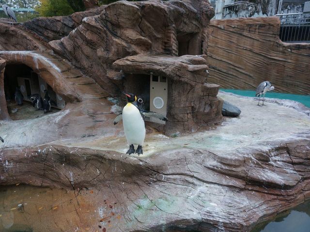 名古屋親子好去處推介《東山植物動物園》😎😎
