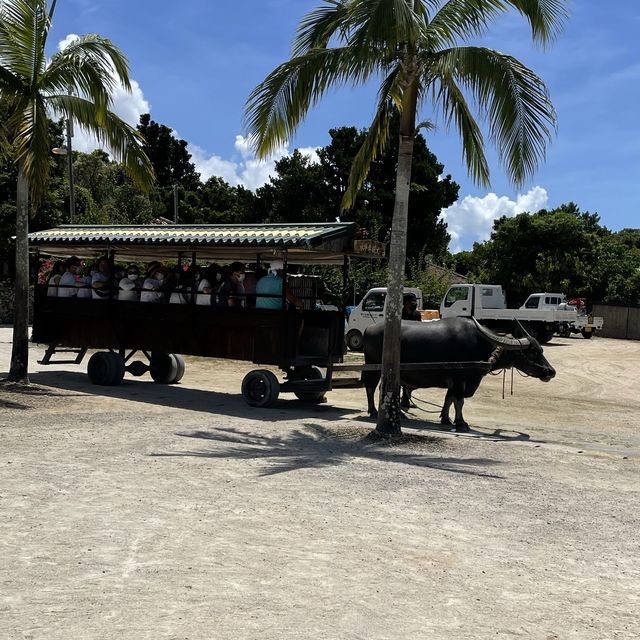 竹富島　水牛車観光　《竹富島観光センター》