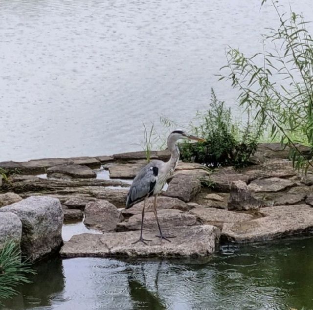 ☔️비 오는 날 운치있는 북서울꿈의숲 월영지