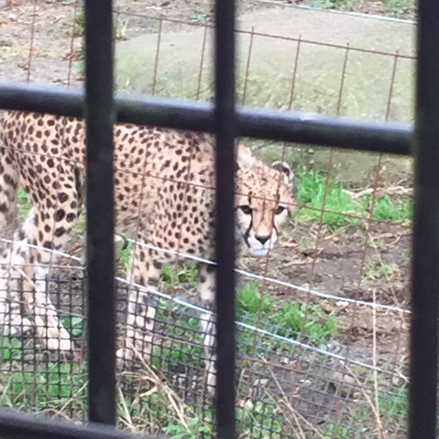 富士サファリパークのかわいい動物たち