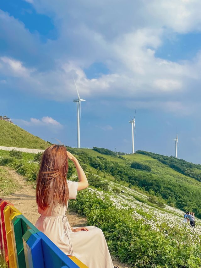 한국의 알프스 초원 평창 “청옥산 육백마지기” 🕊