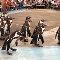 鳥羽水族館🐟🐬🐳企鵝🐧大暴走近距離接觸海洋生物
