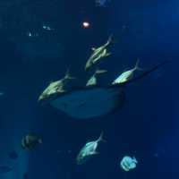 Under the SEA Aquarium SG