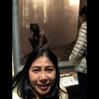 มาเที่ยว American Museum of Natural History ค่ะ