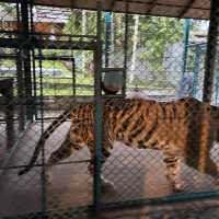 布吉島🐯樂園