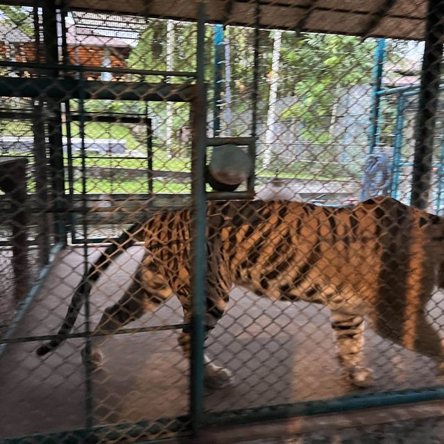 布吉島🐯樂園