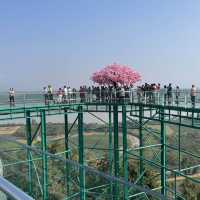 skywalk วัดพระธาตุผาเงา
