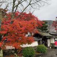 京都紅葉2022 天龍寺の紅葉