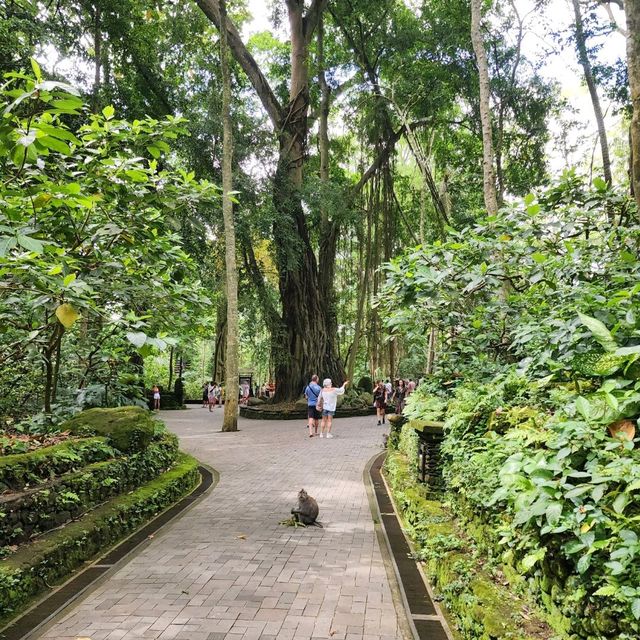 Monkey Forest - gorgeous and adventurous 