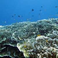 Bunaken Marine Park, North Sulawesi 