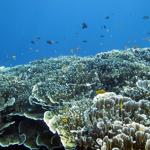 Bunaken Marine Park, North Sulawesi 