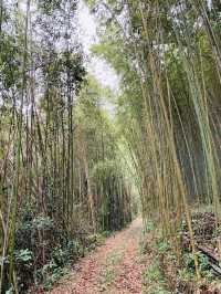 嘉義大埔鄉親子活動-採竹筍體驗