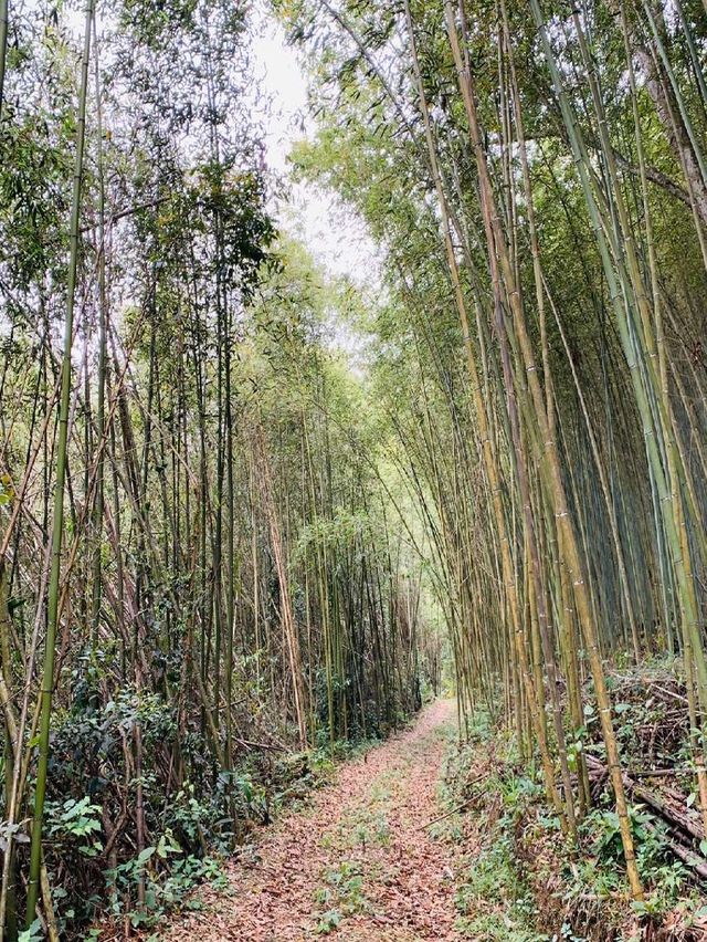 嘉義大埔鄉親子活動-採竹筍體驗