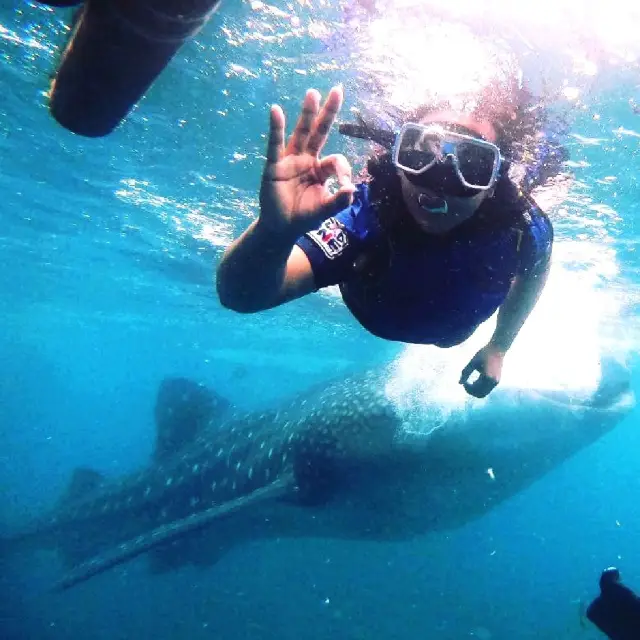 Holiday Bonding with the Whalesharks