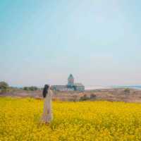 🌼황홀한 노란빛이 일렁이는 [섭지코지]