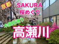 京都　KYOTO SAKURA桜めぐり❗️高瀬川沿いの桜に感動❗️