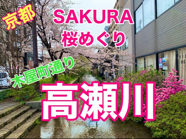 京都　KYOTO SAKURA桜めぐり❗️高瀬川沿いの桜に感動❗️