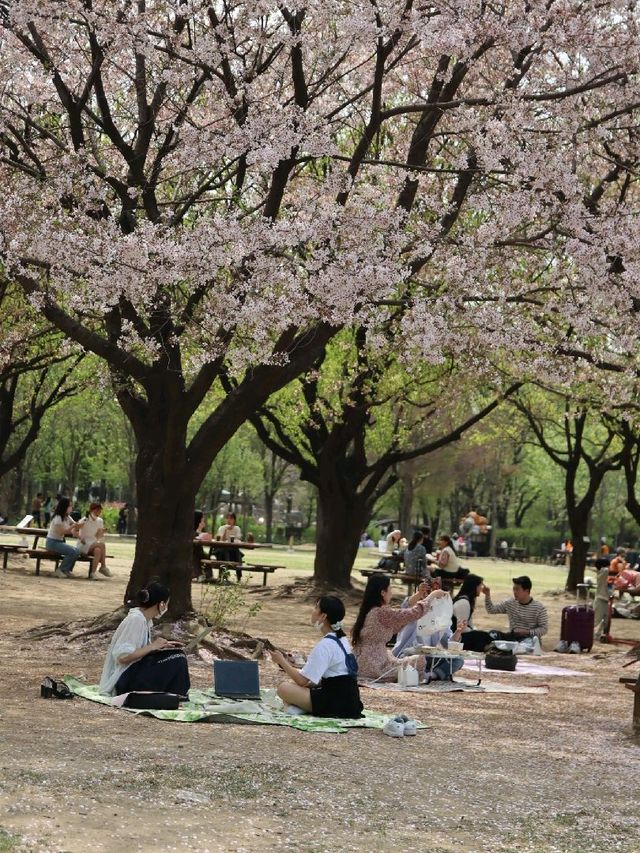 서울 피크닉 장소 추천, 서울숲