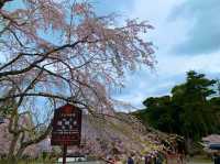 京都　SAKURA 桜めぐり❗️醍醐寺　伽藍の桜に感動❗️