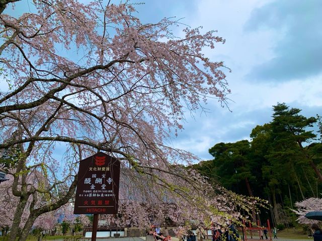 京都　SAKURA 桜めぐり❗️醍醐寺　伽藍の桜に感動❗️
