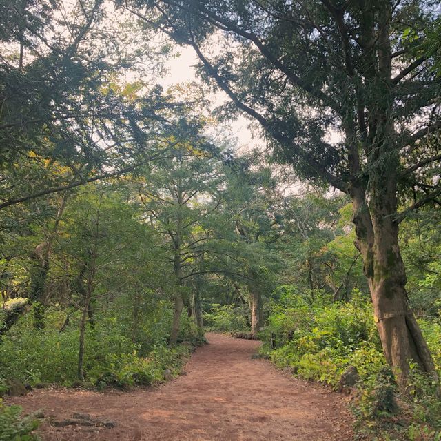 제주 산책길 추천 “비자림”