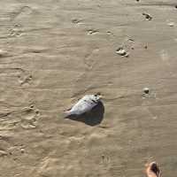 물루라바 비치 : Mooloolaba Beach