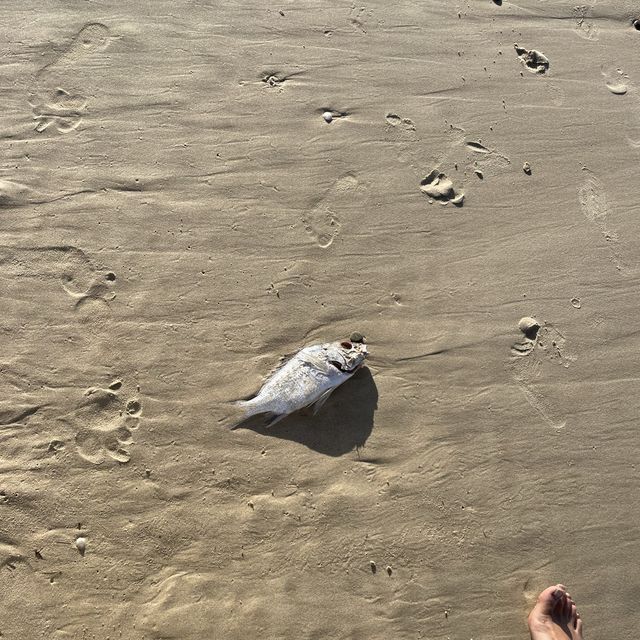 물루라바 비치 : Mooloolaba Beach