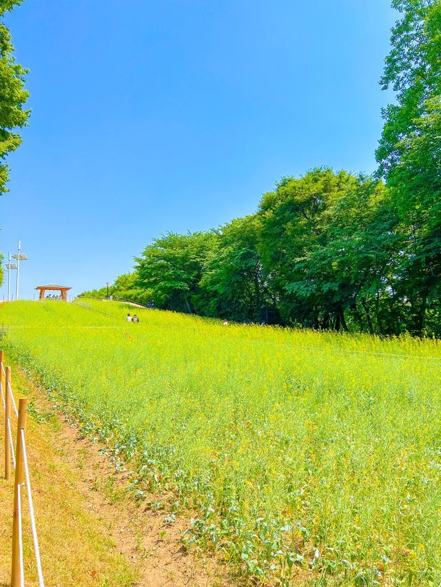 올림픽공원 들꽃마루 유채꽃 만개💛🌼