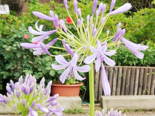 荃灣賞花好去處