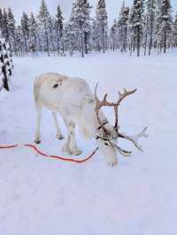 Reindeer Sleigh Ride @Lapland 