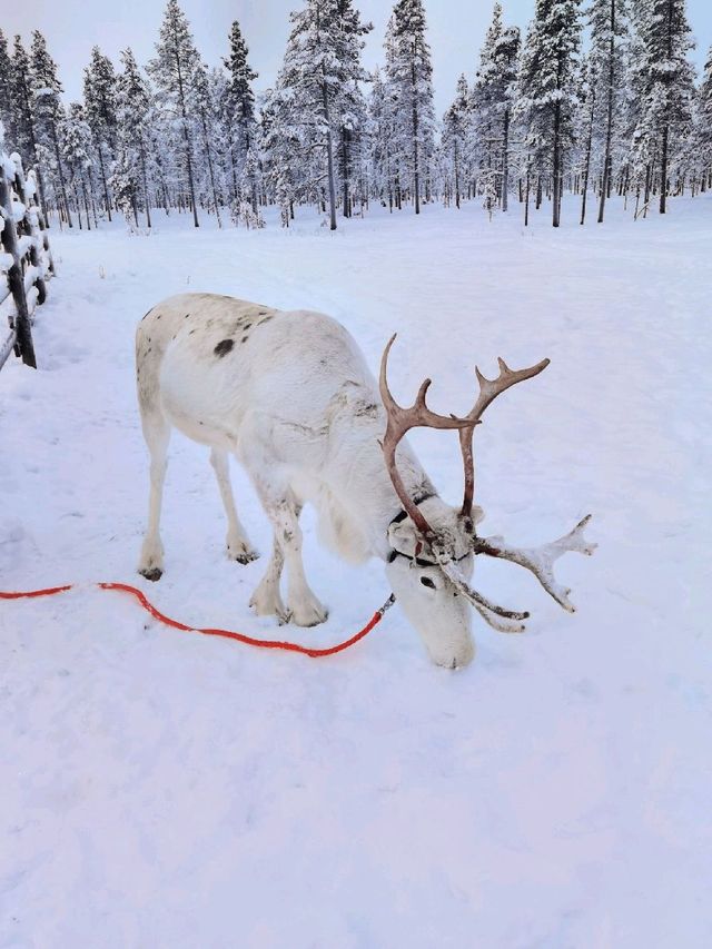 Reindeer Sleigh Ride @Lapland 