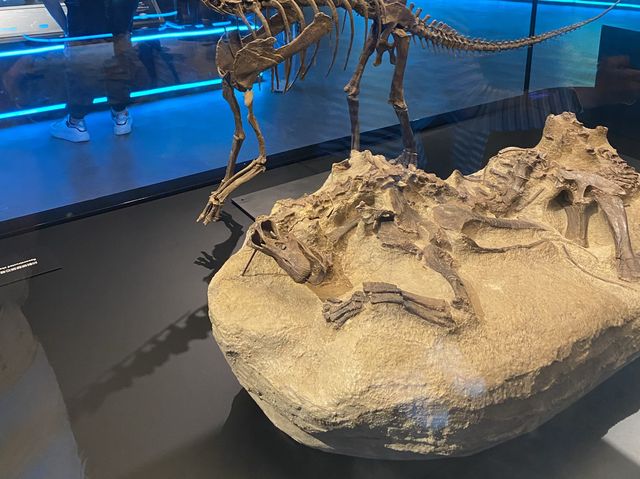 🦕八大．尋龍記🦖