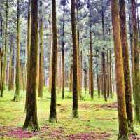 🚶🏻 탄소는 줄이고, 제주자연을 만끽하는 숲길여행