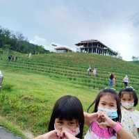 ไร่ชา1000 ไมลฺ์ ที่ใครๆต้องไม่พลาด