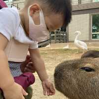 適合親子旅遊的動物飯店