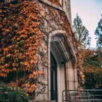 Fall foliage in Yonsei university