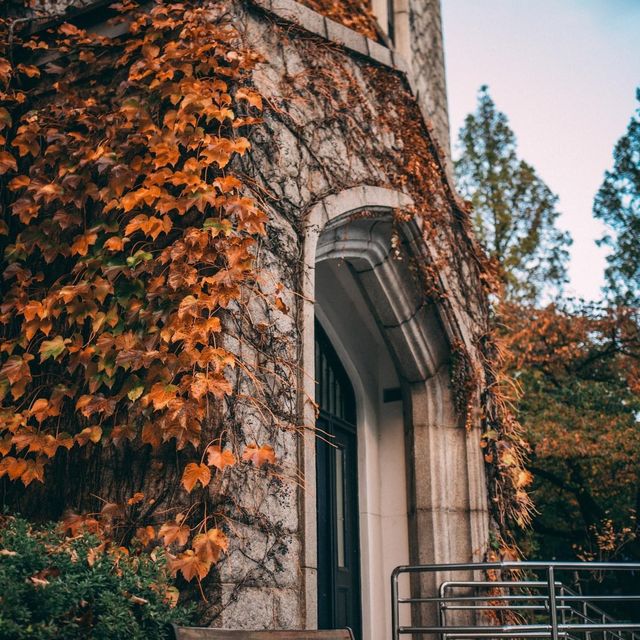 Fall foliage in Yonsei university