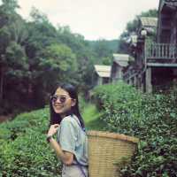 ไร่ชาลุงเดช เชียงใหม่