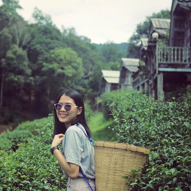 ไร่ชาลุงเดช เชียงใหม่