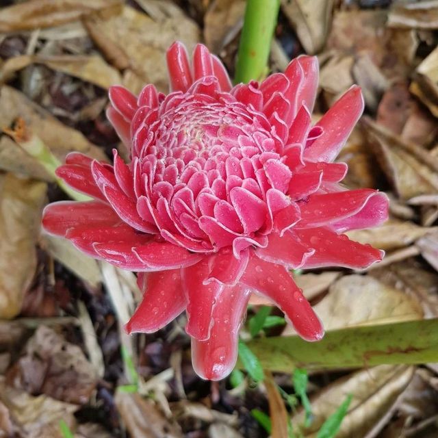 Up Close And Personal At Jurong Lake Gardens