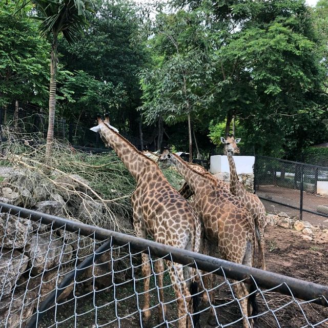 Khao Yai's Bonanza Exotic Zoo