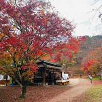 紅葉
