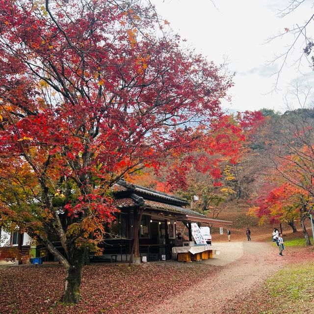 紅葉