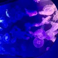 福岡親子遊：去水族館