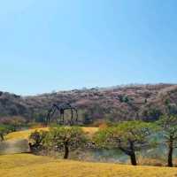 🌸경기도 벚꽃 명소_용인 호암미술관 가실벚꽃길