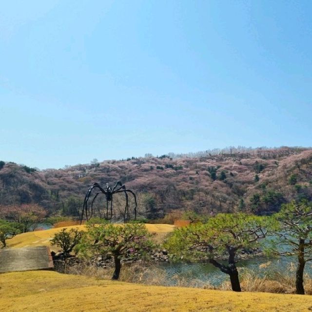 🌸경기도 벚꽃 명소_용인 호암미술관 가실벚꽃길