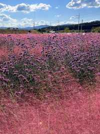 춘천 핑크뮬리 천국💓🌸