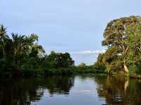 Klias Wetland River Cruise - Borneo, Malaysia