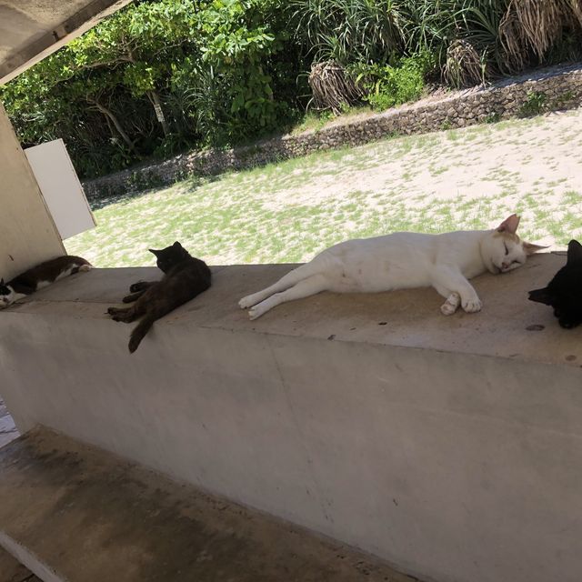 南国情緒漂う竹富島　猫さんたちもリラックス！