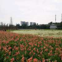 Guanlan Wetland Flower Park